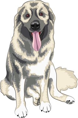 Kafkas Çoban Köpeği