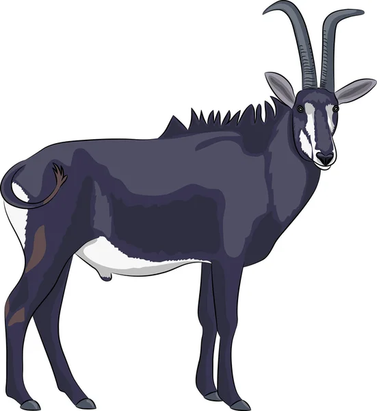 Vector goat — Stock Vector