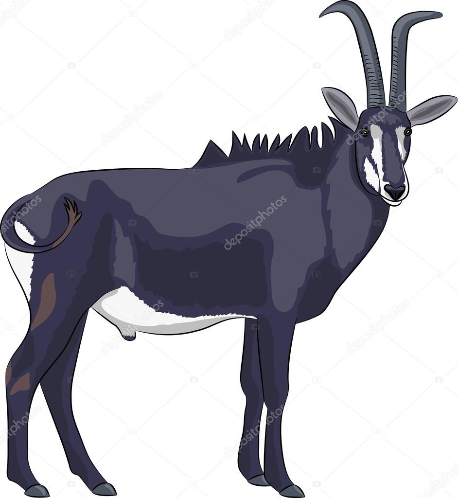 vector goat