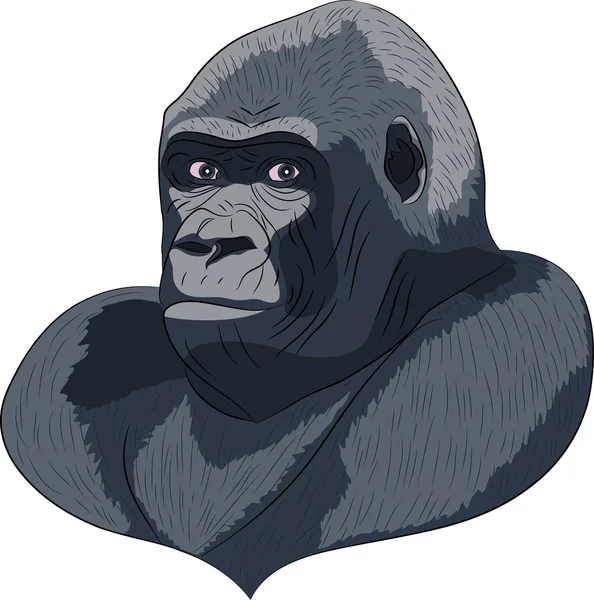 Vetor fej gorilla. — Stock Vector