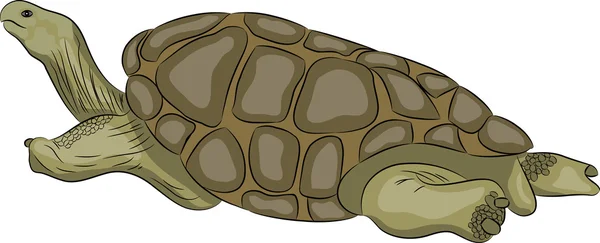 Vector turtle. — Stock Vector