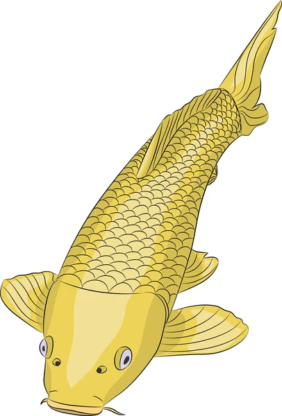 Pesce carpa vettoriale dorata . — Vettoriale Stock