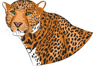 Vector head of a jaguar. clipart
