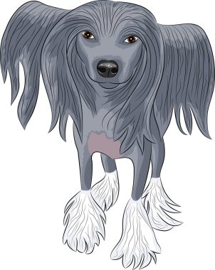 Vektör Çin Tepeli Köpek.