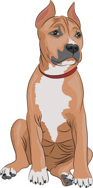 vektör Amerikan staffordshire terrier