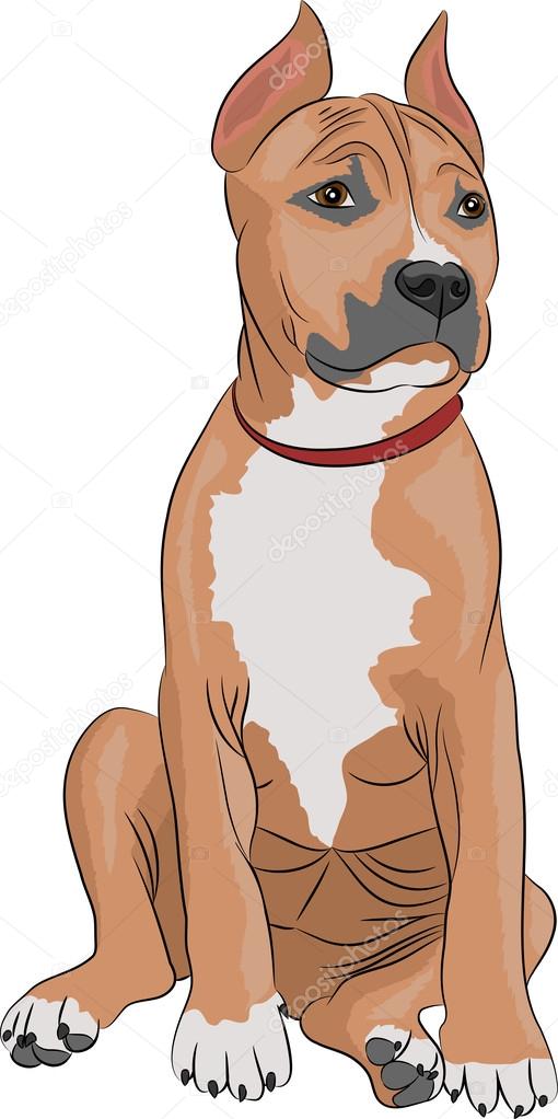 vector american staffordshire terrier