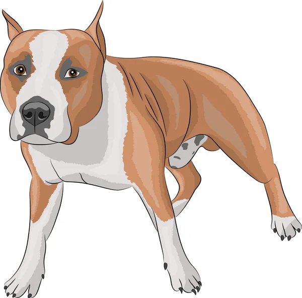 Vektör Amerikan staffordshire terrier — Stok Vektör