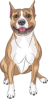 Vektör. Amerikan Staffordshire Terrier.