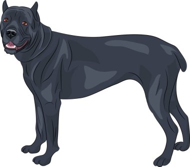 Vektör. Cane Corso.