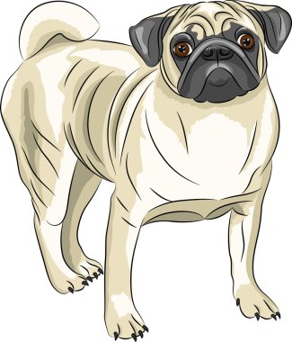 Vektör. Pug köpek doğurmak.