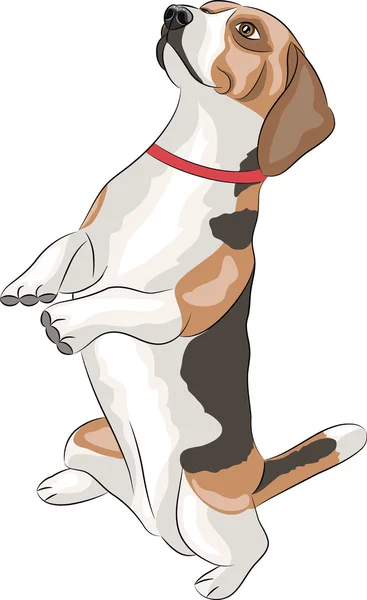Vektör. Beagle köpek.