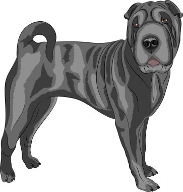 Vektör. Shar Pei köpek doğurmak.