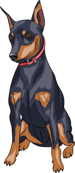 Vektör. Minyatür pinscher köpek.