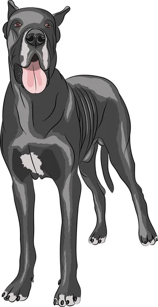 Vector. Great Dane. — Stock Vector