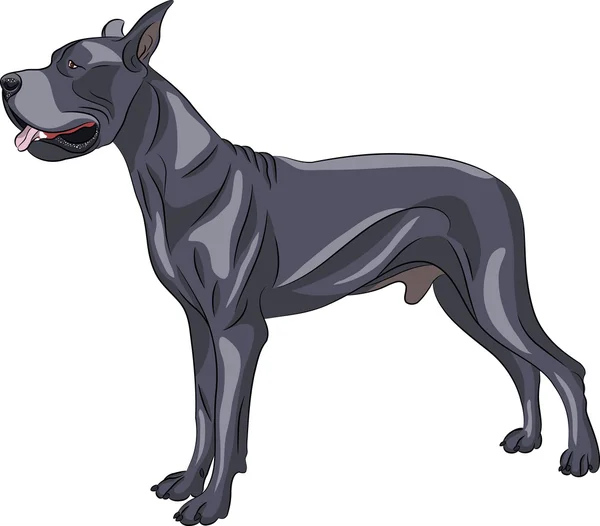 Vector. Great Dane. — Stockvector