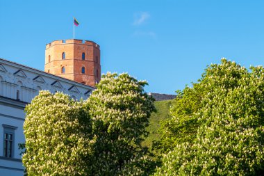 Vilnius. Kule Gedemin.