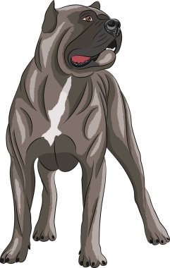 Vektör. Cane Corso.