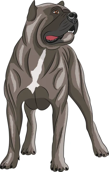 Vecteur. Cane Corso . — Image vectorielle