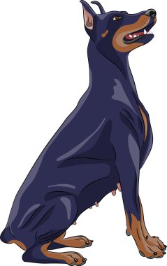 Vektör. Doberman pinscher.