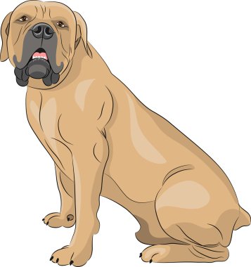 Vektör. Boerboel.