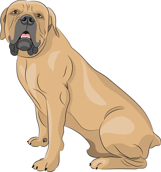 Vector. Boerboel. — Vector de stock