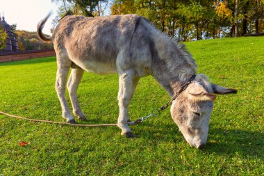 Eşek, Ukrayna 'nın Karpat bölgesinde ahşap kilise yakınlarında yeşil çimlerde otluyor.