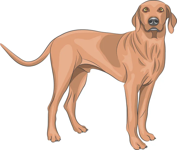 Vector. Perro de caza . — Vector de stock