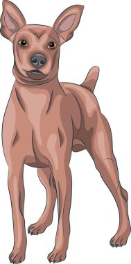 Vektör. Minyatür Pinscher.