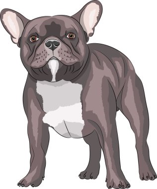 Köpek cinsi Fransız bulldog..