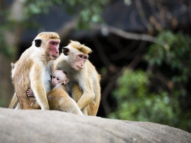 Family of red-faced Macaque monkeys in the forest clipart