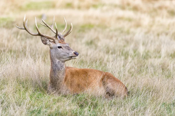 Stag or Hart, the male red deer Royalty Free Stock Images