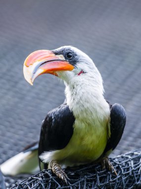 von der Kartallar deckens