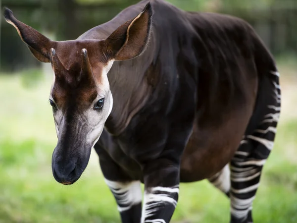 Les Okapis connus sous le nom de girafe forestière ou girafe zébrée — Photo
