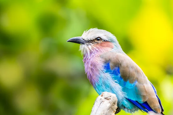 Lilac breasted roller bird Stock Picture