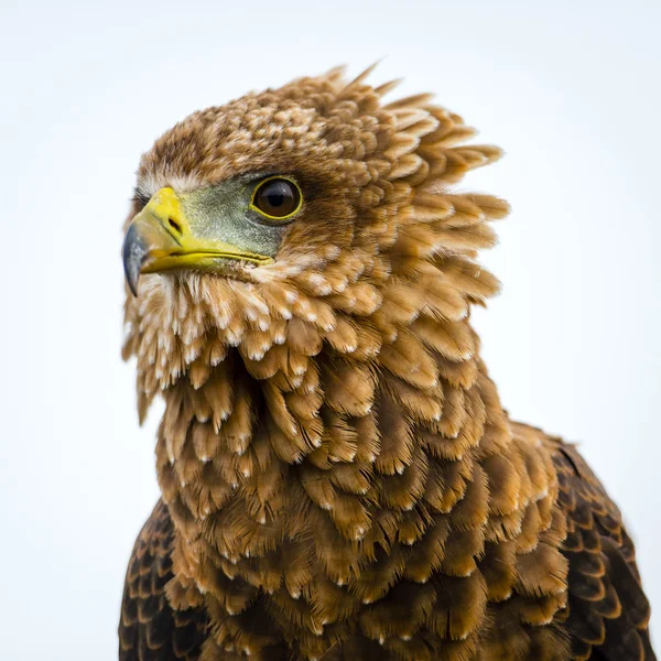 Eagle looking for its prey — Stock Photo, Image