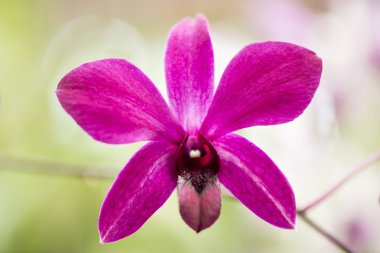 parlak pembe orkide Çiçek bahçesinde