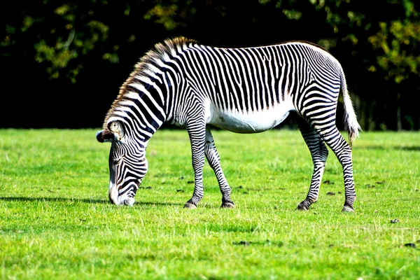 Zebra pastando na natureza — Fotografia de Stock