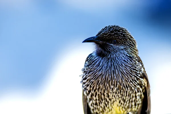 Svart fågel med vita fläckar — Stockfoto