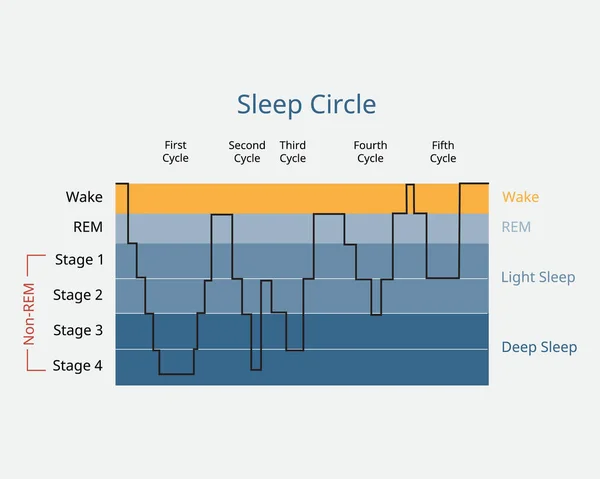 Lingkaran Tidur Dengan Tahap Tidur Untuk Menganalisis Aktivitas Otak Selama - Stok Vektor