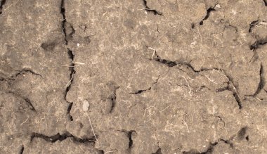 Surface of a grungy dry cracking earth for textural background. clipart