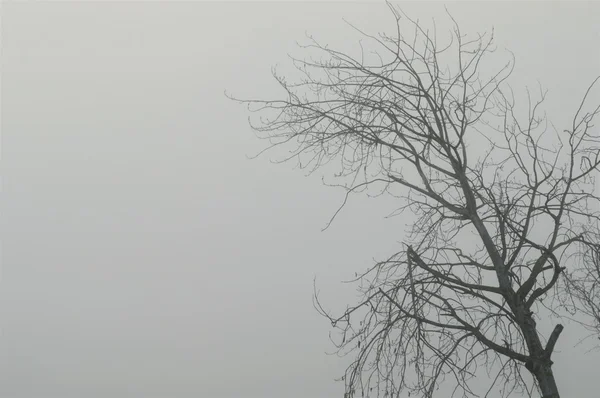 Деревья в тумане на утреннем сером фоне — стоковое фото