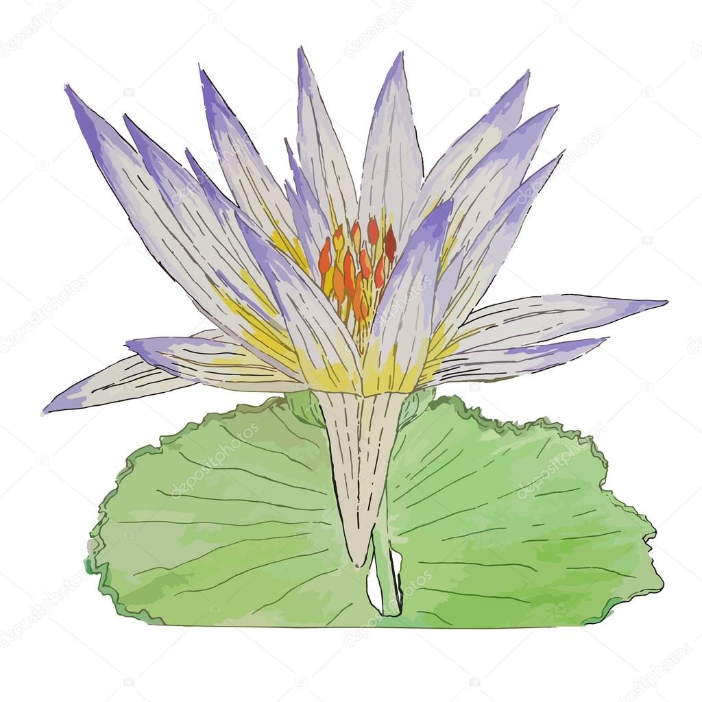 Isolated watercolor waterlily