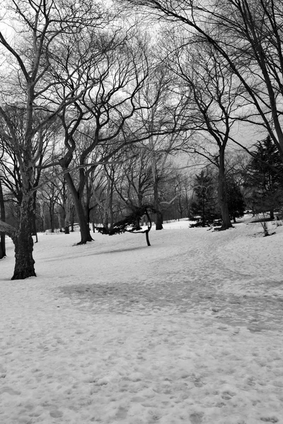 Neve a Central Park — Foto Stock