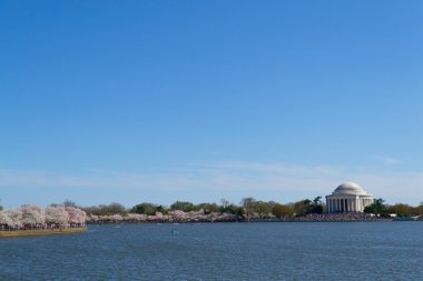 Thomas Jefferson Memorial Cherry blossom Festivali sırasında