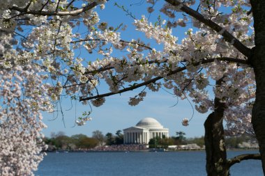 Thomas Jefferson Memorial çiçeklerle çerçeveli