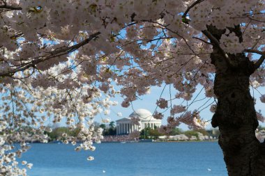 Thomas Jefferson Memorial çiçeklerle çevrili