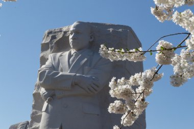 MLK beyaz çiçekler