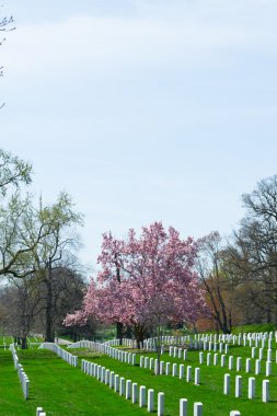 Arlington mezarlığında pembe çiçekler 