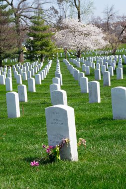 Arlington mezarlığında kiraz ağacı 