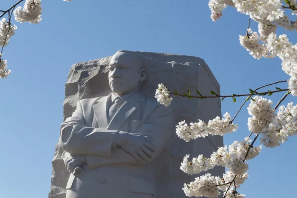 MTK kiraz çiçekleri arasında